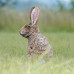 Wildcrete Rabbit cottontail 